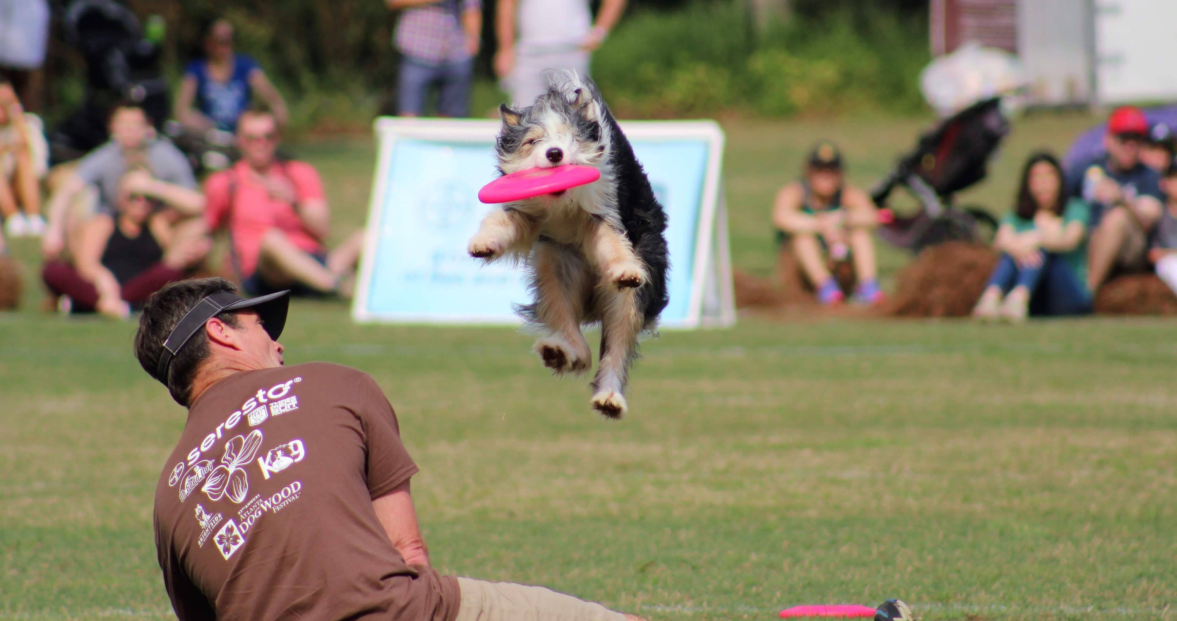 Small fluffy dog leaps high to catch a pink frisbee above a seated man.